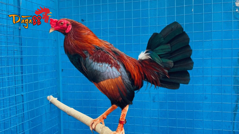 Cách Nuôi Gà Đá Bổ Lớn - Kinh Nghiệm Nuôi Gà Khỏe Mạnh 2 cach-nuoi-ga-da-bo-lon-5