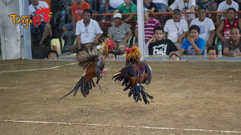 Đá Gà Cựa Dao Philippines - Khái Niệm, Quy Tắc Đá Gà 1 da-ga-cua-dao-philippines-4