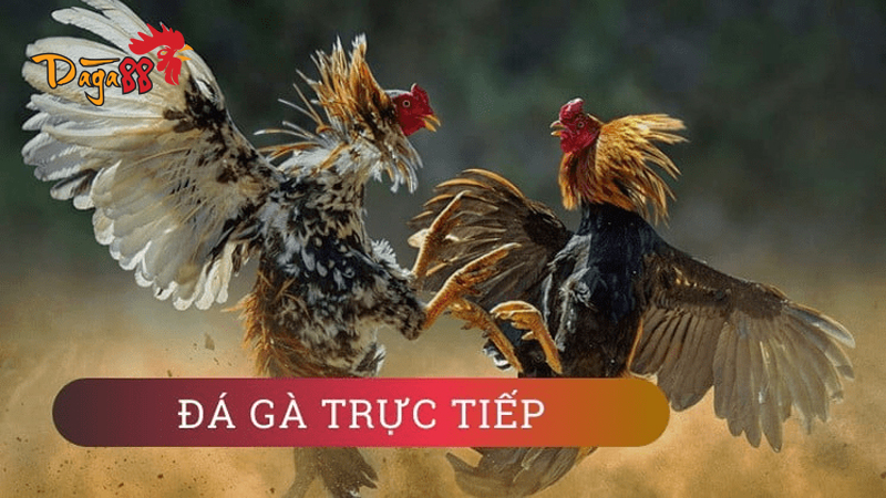 Đá Gà Cựa Dao Philippines - Khái Niệm, Quy Tắc Đá Gà 3 da-ga-cua-dao-philippines-6