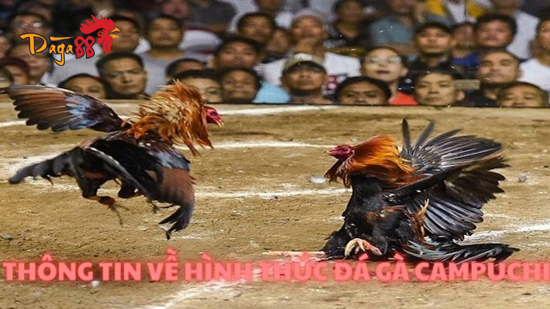 Đá Gà Cựa Sắt Campuchia Trực Tiếp Hôm Nay cùng Đá Gà 88 1 da-ga-cua-sat-campuchia-truc-tiep-hom-nay-6