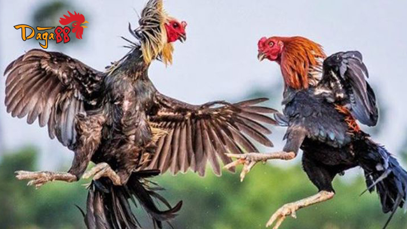 Giới thiệu về Đá Gà 88: Khám phá Thế Giới Đá Gà Trực Tuyến 1 gioi-thieu-da-ga-88-4