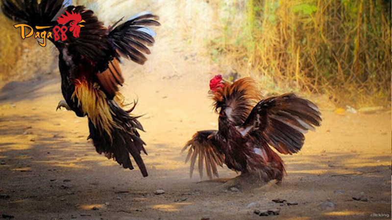 Kinh Nghiệm Chọn Kèo Đá Gà Trực Tiếp Cựa Dao Chuẩn Xác 2 kinh-nghiem-chon-keo-da-ga-truc-tiep-cua-dao-5