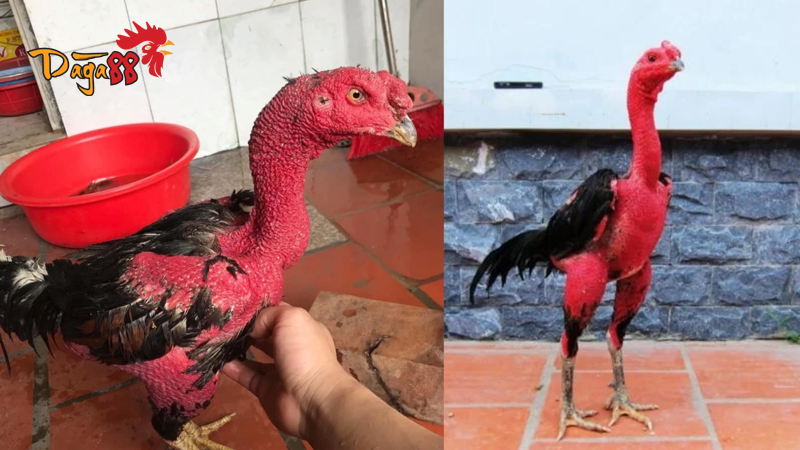 Kinh Nghiệm Vào Nghề Và Ôm Gà - Chia Sẻ Kinh Nghiệm Quý Giá 3 kinh-nghiem-vao-nghe-va-om-ga-6