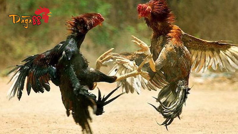 Luật Chơi Đá Gà Mỹ Chi Tiết Và Các Thuật Ngữ Hay Gặp 3 luat-choi-da-ga-my-6