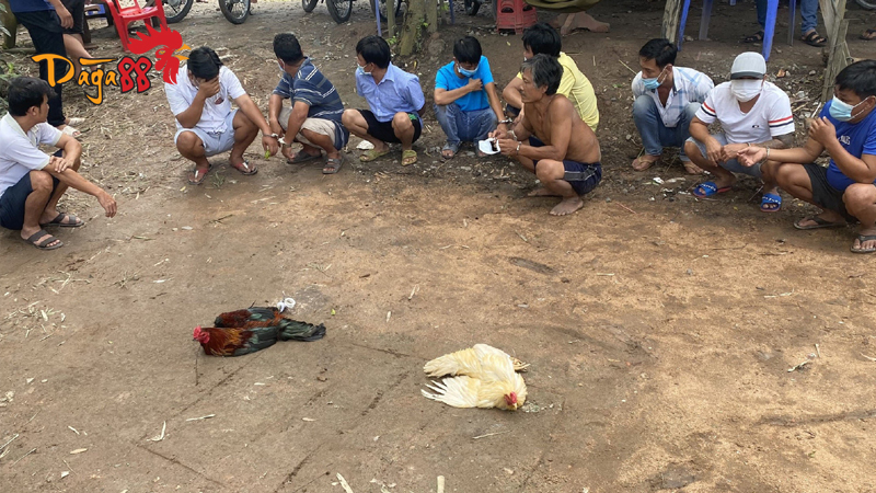 Xem Ngay Đá Gà Cựa Sắt - Phong Thuỷ trước trận đấu 3 xem-ngay-da-ga-cua-sat-7